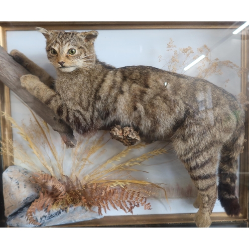 17 - A cased Victorian taxidermy model, of a Scottish Wild Cat, in naturalistic setting, wall mounted cas... 