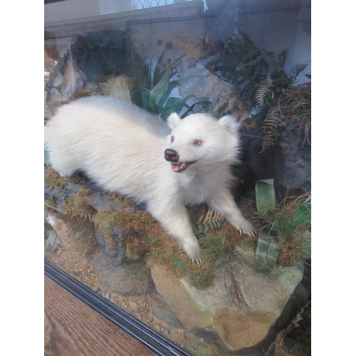 24 - A cased taxidermy model, of an Albino Badger, by Henry Ward, London