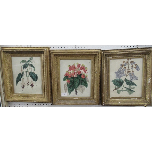 95 - Three 19th century botanical watercolours, 10.5ins x 8ins