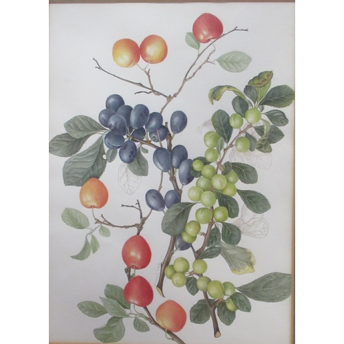 140 - Robert Gilmor, watercolour, sea birds, 13.5ins x 10ins, together with a print of fruit