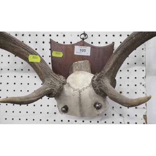 105 - A pair of mounted antlers