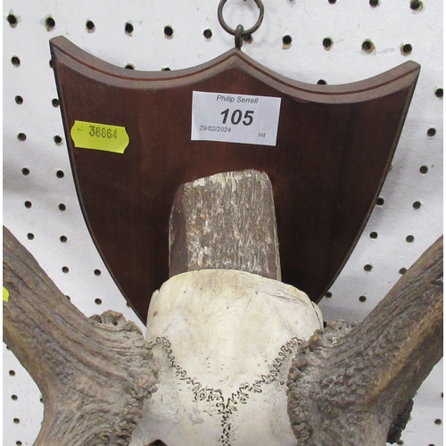 105 - A pair of mounted antlers