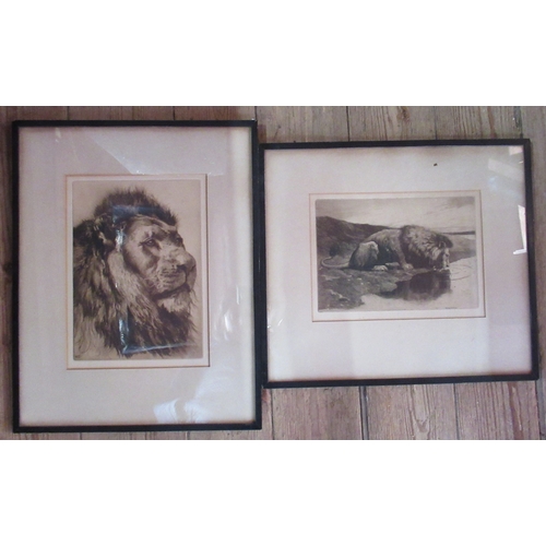 386 - Herbert Dickson, two dry point etchings, studies of lions, 8ins x 10.25ins and 11.75ins x 8.5ins