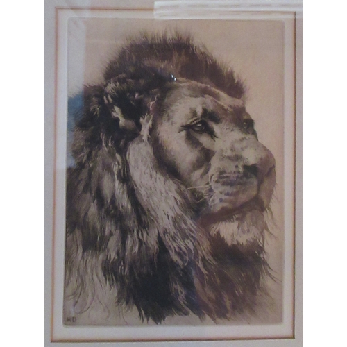 386 - Herbert Dickson, two dry point etchings, studies of lions, 8ins x 10.25ins and 11.75ins x 8.5ins