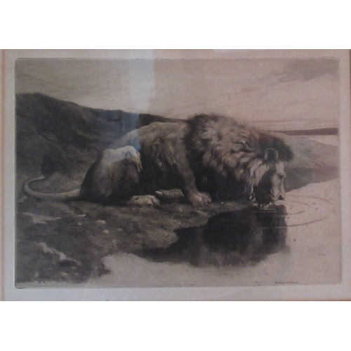 386 - Herbert Dickson, two dry point etchings, studies of lions, 8ins x 10.25ins and 11.75ins x 8.5ins