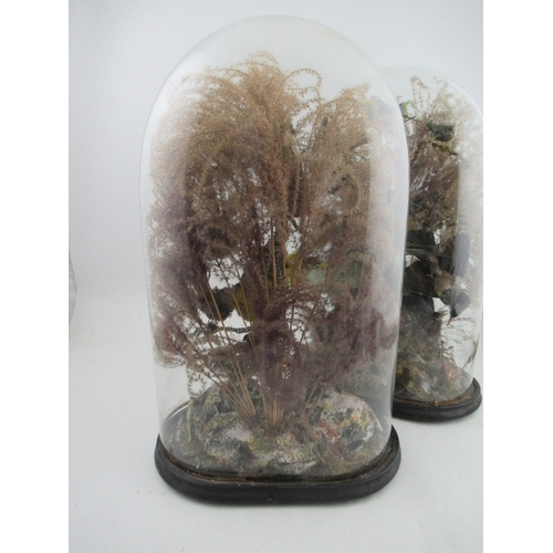 151 - A pair of Victorian taxidermy displays, of exotic birds, with foliage, under glass domes, height 24.... 