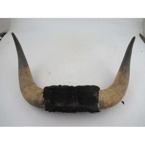 168 - A pair of mounted horns