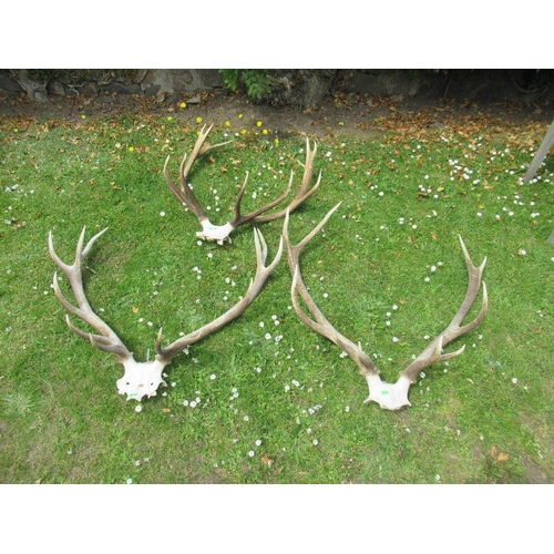 23 - Three sets of stag antlers