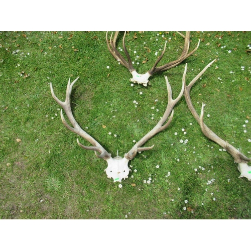 23 - Three sets of stag antlers