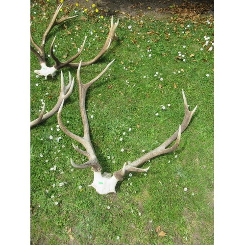 23 - Three sets of stag antlers