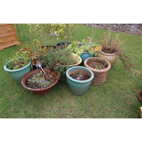 43B - A large collection of assorted garden pots and plants