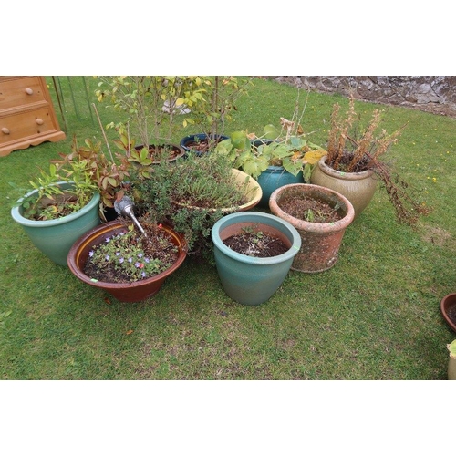 43B - A large collection of assorted garden pots and plants