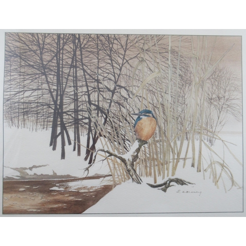 133 - Robert A Massey, Kingfisher print, 7ins x 5ins