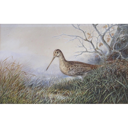 107 - An English school watercolour, snipe, possibly by Thorburn, 10.5ins x 16.5ins