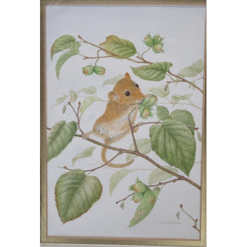 213 - David Buckle, two watercolours, field mouse and bird, ex Royal Worcester porcelain artist