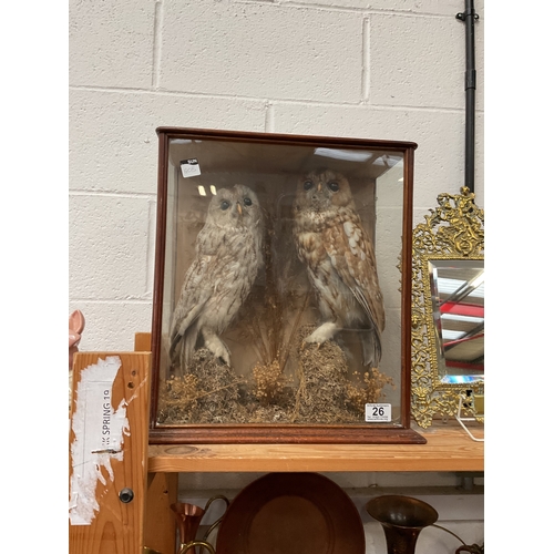 26 - Pair cased taxidermy owls