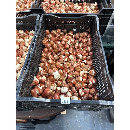 562 - Crate tulip bulbs