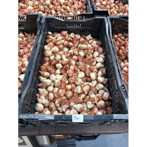 561 - Crate tulip bulbs