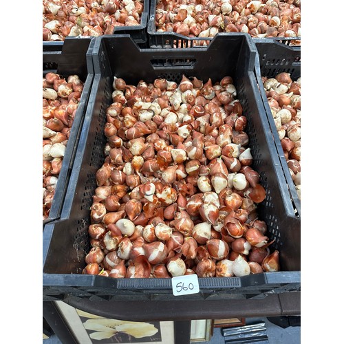 560 - Crate tulip bulbs