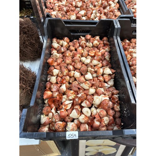 559 - Crate tulip bulbs