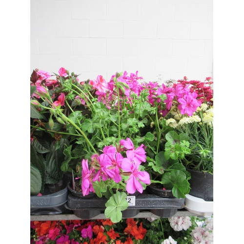 72 - Tray of geranium