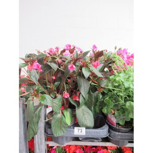 73 - Tray of impatiens