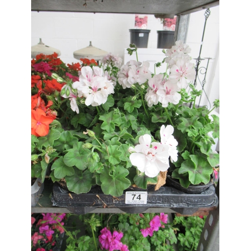 74 - Tray of geranium