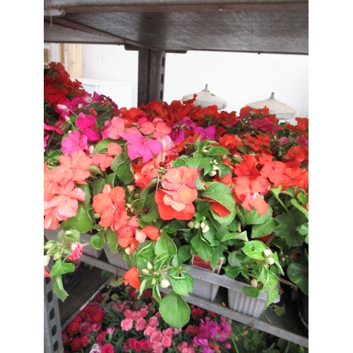 75 - Qty impatiens