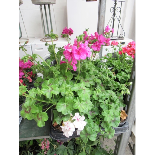 76 - Tray geranium