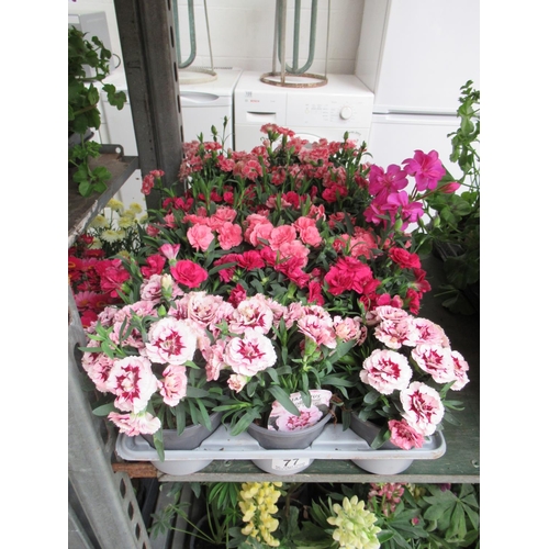 77 - Tray of dianthus