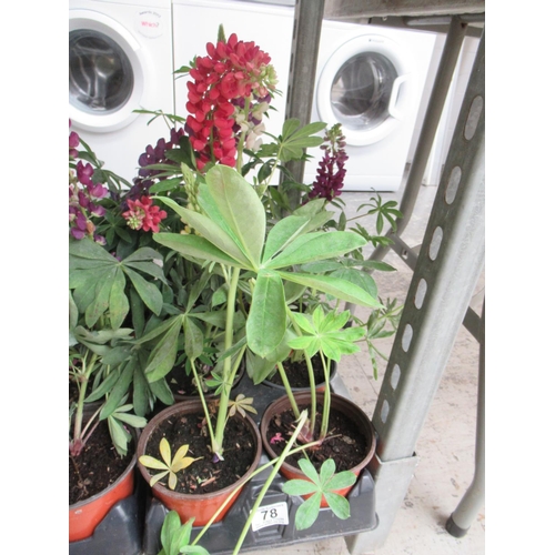 78 - Tray of lupins