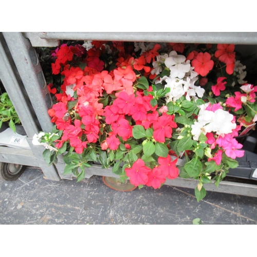 104 - Qty Impatiens