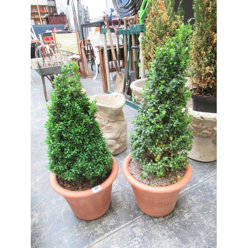 40 - Pr Box Hedge In Terracotta Pots