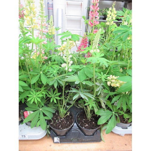 76 - Tray Lupin