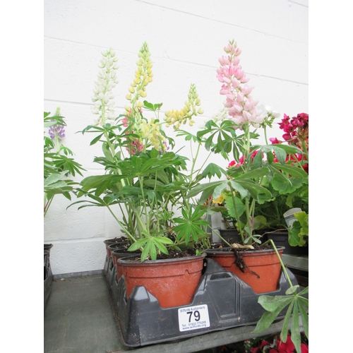 79 - Tray Lupin