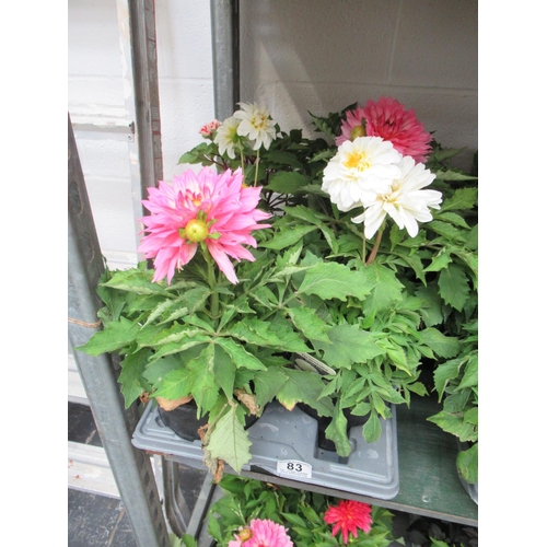 83 - Tray of Large Dahlia