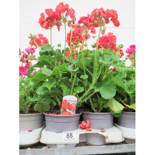 88 - Tray Geranium