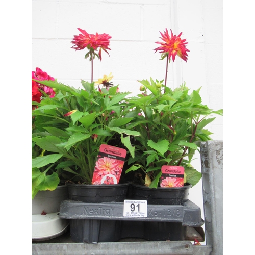 91 - Tray Large Dahlia