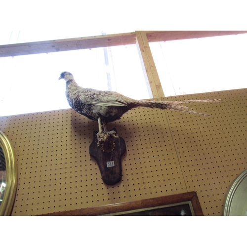 351 - Taxidermy Pheasant