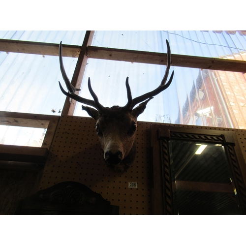 358 - Taxidermy Deers Head