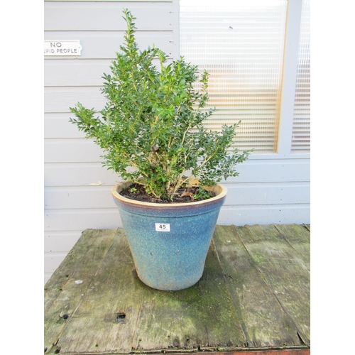 45 - Potted Box Ready For Topiary Transformation