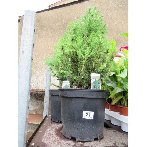 Lot 21        