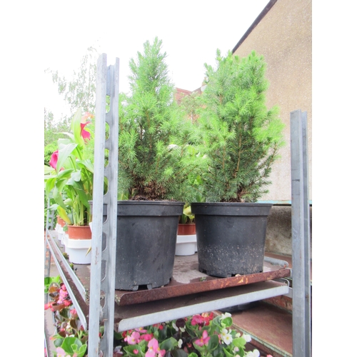 Lot 24        