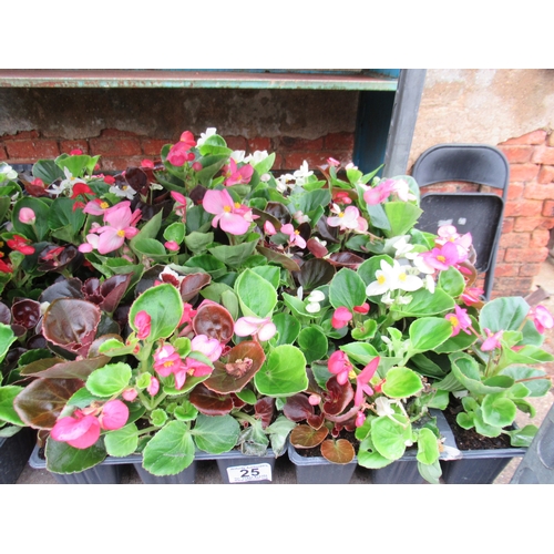 Lot 25        