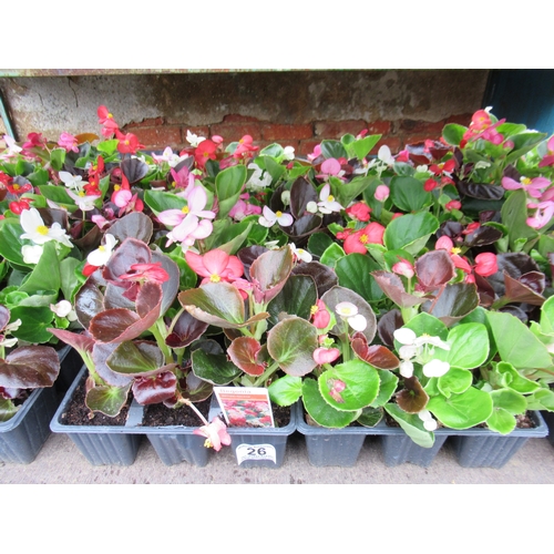 Lot 26        