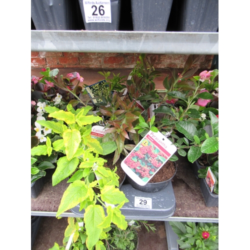 Lot 29        