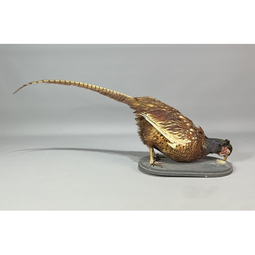 23 - Taxidermy study of a Pheasant on wooden plinth, measurement from beak to tip of tail 80cm. Shipping ... 