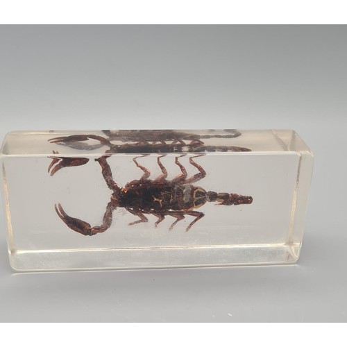 280 - 4 specimen insects encased in clear resin blocks, largest being 11x4.5cm. Shipping Group (A).