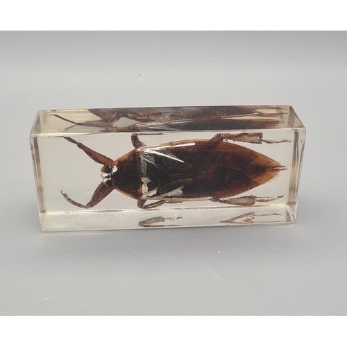 280 - 4 specimen insects encased in clear resin blocks, largest being 11x4.5cm. Shipping Group (A).