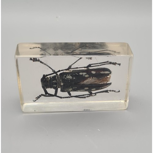 280 - 4 specimen insects encased in clear resin blocks, largest being 11x4.5cm. Shipping Group (A).